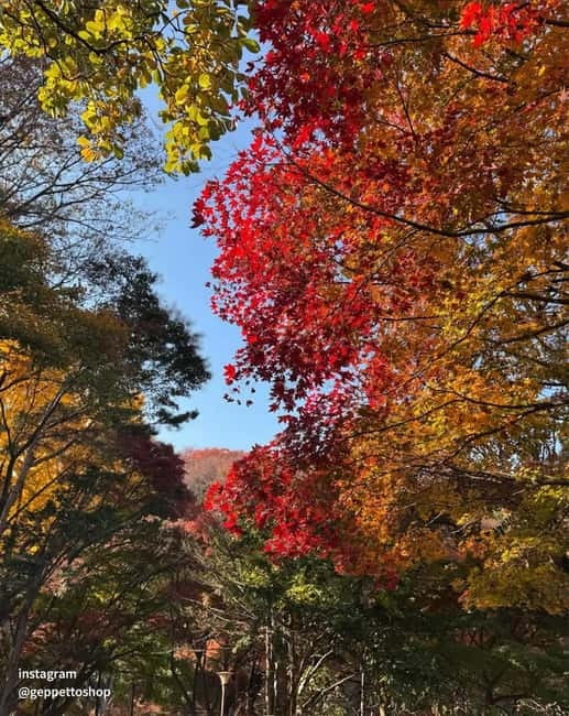 Nami & Maple Road & Theatre des Lumieres Day Tour from Seoul - FAQ