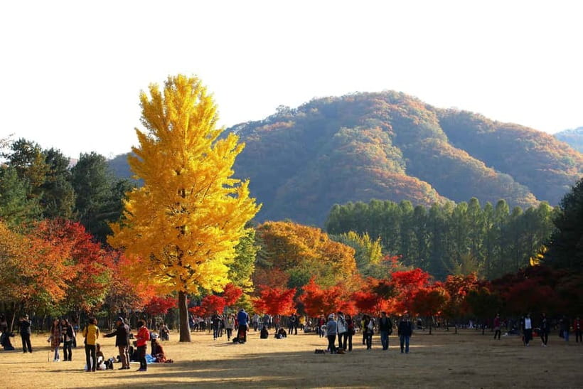 Nami & Maple Road & Theatre des Lumieres Day Tour from Seoul - Why this Seoul day trip works