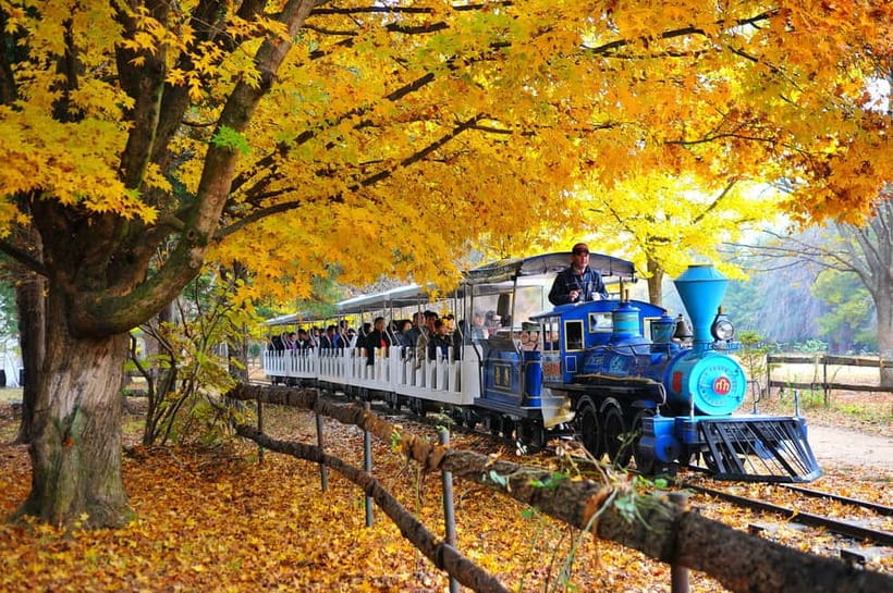 Nami & Maple Road & Theatre des Lumieres Day Tour from Seoul - Who should book this experience?