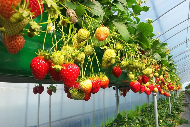 [Perfect Private Tour] Nami island, Petite France and Organic Strawberry Farm - Aram Berry Farm is the most hands-on stop