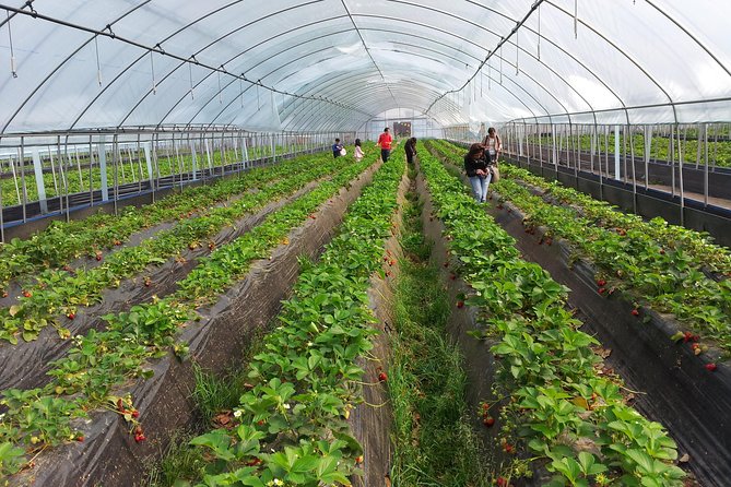 [Perfect Private Tour] Nami island, Petite France and Organic Strawberry Farm - My verdict on the $198 price