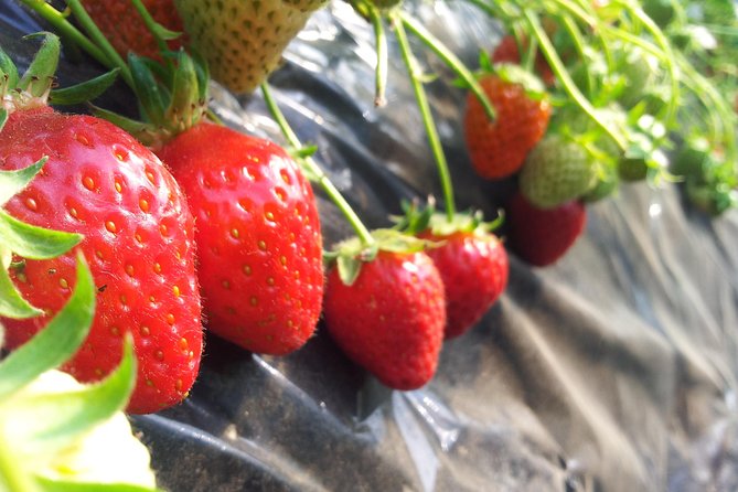 [Perfect Private Tour] Strawberry Farm & Nami Island & Lunch - Leaving Seoul behind for a countryside day