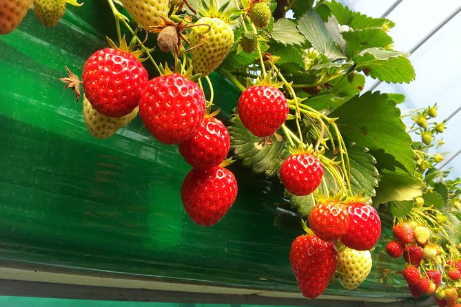 [Perfect Private Tour] Strawberry Farm & Nami Island & Lunch - Exploring Nami Island’s tree-lined paths