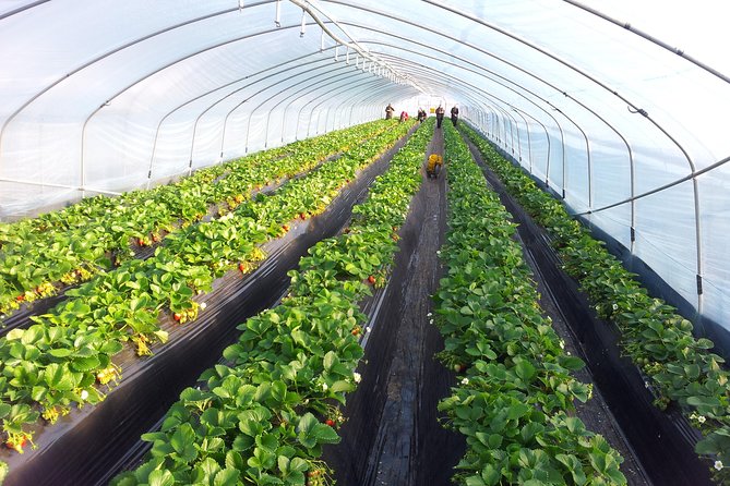 [Perfect Private Tour] Strawberry Farm & Nami Island & Lunch - Why the private guide changes the day