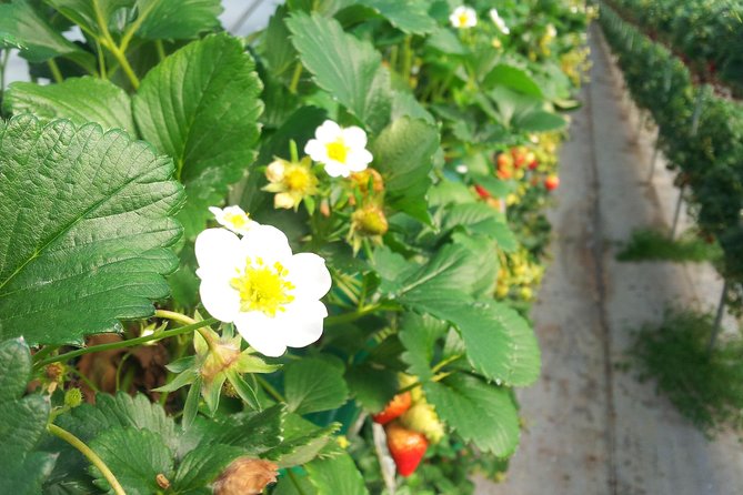 [Perfect Private Tour] Strawberry Farm & Nami Island & Lunch - Transport, timing, and the value of eight hours