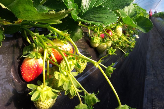 [Perfect Private Tour] Strawberry Farm & Nami Island & Lunch - Picking strawberries at Aram Berry Farm