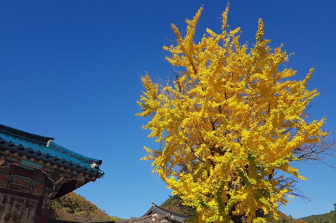 Private English Speaking Driver: Seoraksan & East Sea or Nami Island from Seoul - Choosing Nami Island instead