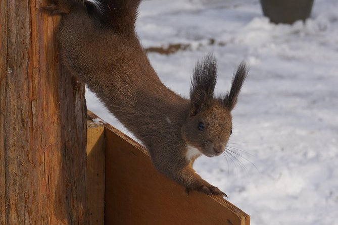 Private Tour: Nami Island& (Alpaca World 'or' Morning Calm)&Lunch - How the timing may work in practice