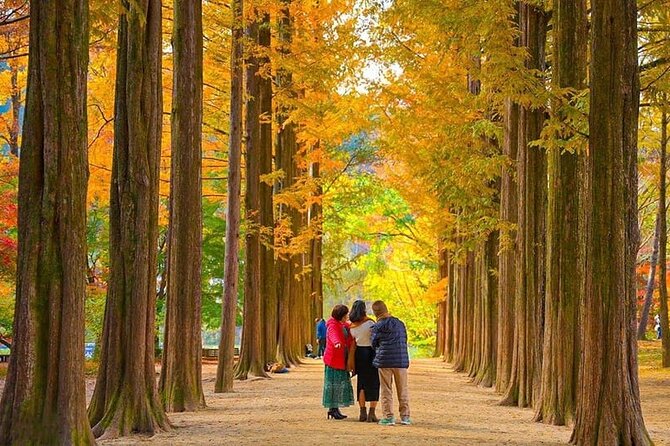 [Private Tour] Nami Island+Morning calm Garden+Petite France - Key points to know before booking