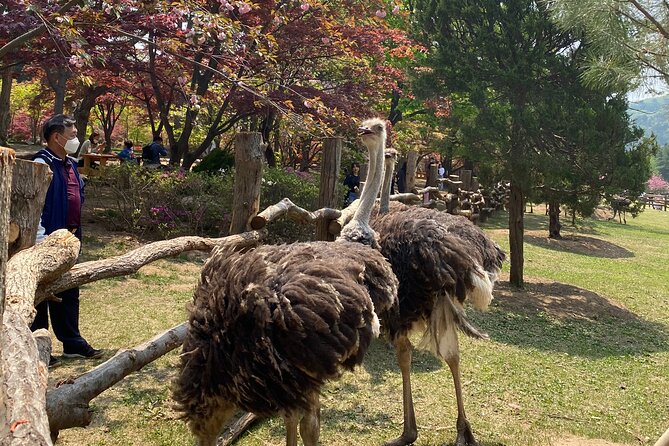 [Private Tour] Nami Island+Morning calm Garden+Petite France - Three hours among Nami Island’s tree-lined paths