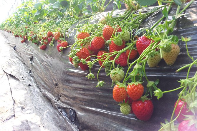 [Private Tour] Organic Strawberry Farm & Nami Island & Petite France - Petite France: a French village in rural Korea