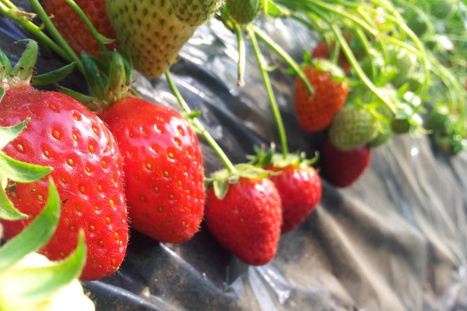 [Private Tour] Organic Strawberry Farm & Nami Island & Petite France - The guide and the pace of the day