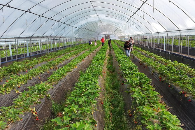 [Private Tour] Organic Strawberry Farm & Nami Island & Petite France - Aram Berry Farm: a hands-on start