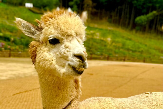 Private Tour to Alpaca world &Nami Island& Railbike with Tickets - Who will enjoy this tour most