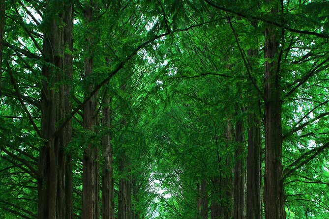 Private Tour to Alpaca world &Nami Island& Railbike with Tickets - Choosing your way onto Nami Island