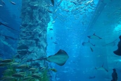 Private Tour to Lotte Tower, Aquarium and Lotte world Theme park