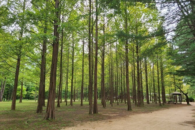 Scenic Escape: Nami Island, Garden of Morning Calm, and Rail Bike - What the day is really offering