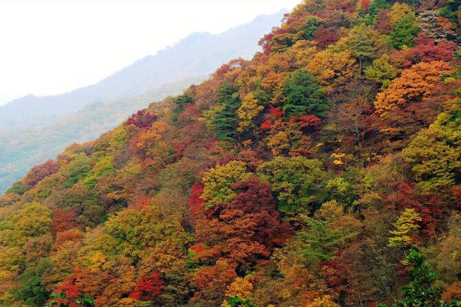 Scenic Jiri Mountain Autumn Foliage One Day Tour from Busan - What the guide support adds