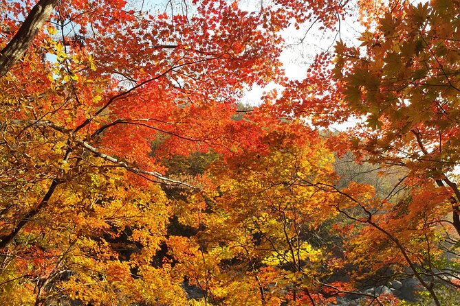 Scenic Jiri Mountain Autumn Foliage One Day Tour from Busan - Is $85.70 a fair price?