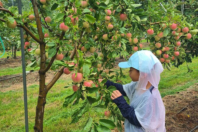 Seasonal Pocheon Full Day Tour with Apple Farm Experience - Sanjung Lake and the autumn colors