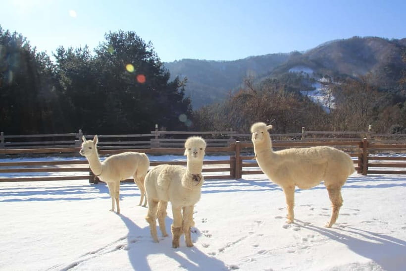 Seoul: Alpaca/Nami/Eobi(+RailBike, Strawberry optional) Tour - Why this winter day trip works