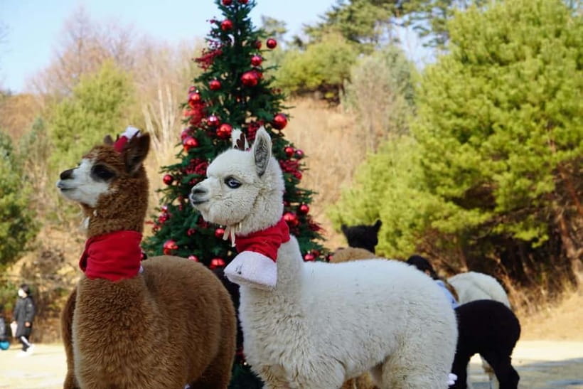 Seoul: Alpaca/Nami/Eobi(+RailBike, Strawberry optional) Tour - Leaving Seoul in a compact shuttle van