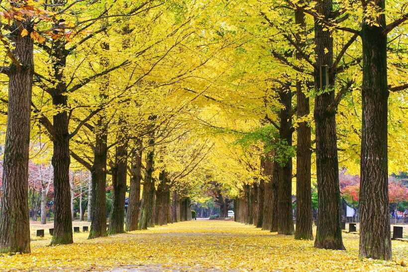 Seoul: Alpaca, Nami, Morning Calm or Eobi (+Rail Bike) - Who should book this outing?