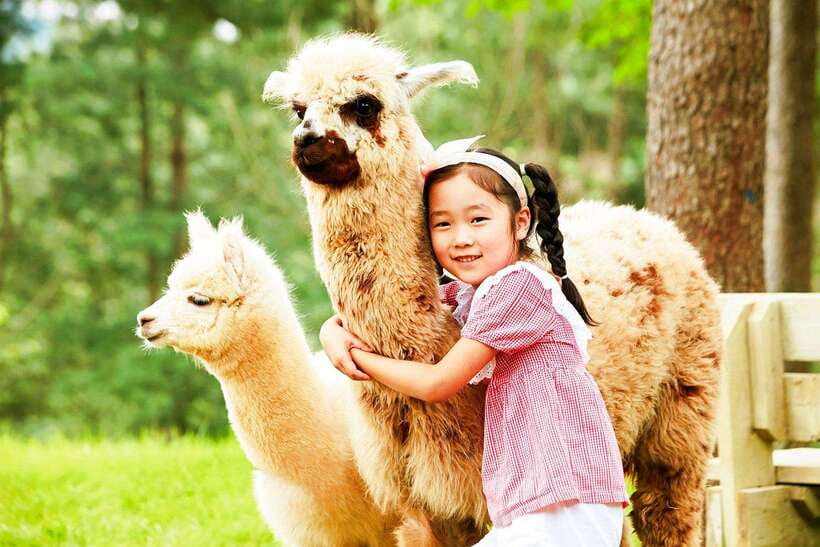 Seoul: Alpaca, Nami, Morning Calm or Eobi (+Rail Bike) - The early start from Seoul