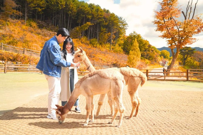 Seoul: Alpaca World and Nami Island (with Garden / Railbike) - Nami Island: tree lanes and Korean drama scenery
