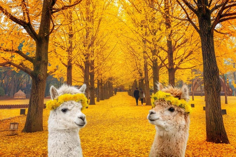 Seoul: Alpaca World & Nami Island optional Gangchon Railbike - Nami Island: tree-lined paths and Korean drama scenery
