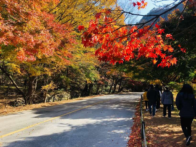 Seoul: Autumn Foliage - Mt. Naejang + Jeonju Hanok Village - Walking through Naejangsan’s autumn trees