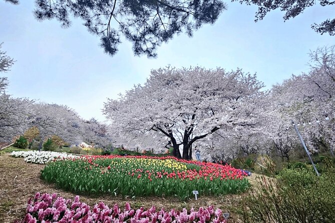 Seoul Cherry Blossom and Hanok Experience Private Car Tour - Why this Seoul spring tour works