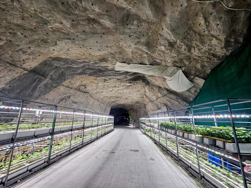 Seoul: Chungju Cruise, Cable Car & Cave Kayak Adventure Tour - Who will enjoy this day most