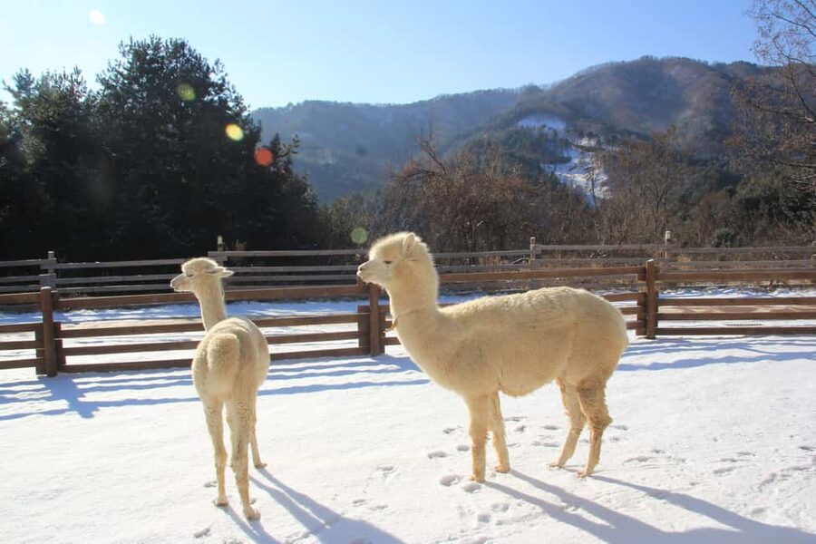 Seoul: Eobi Ice Valley, Alpaca World, Nami Island and More - Key points at a glance