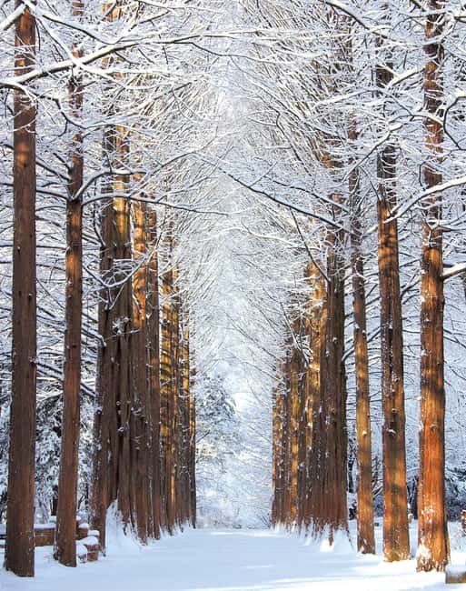 Seoul: Eobi Ice Valley, Alpaca World, Nami Island and More - Nami Island and the Winter Sonata connection