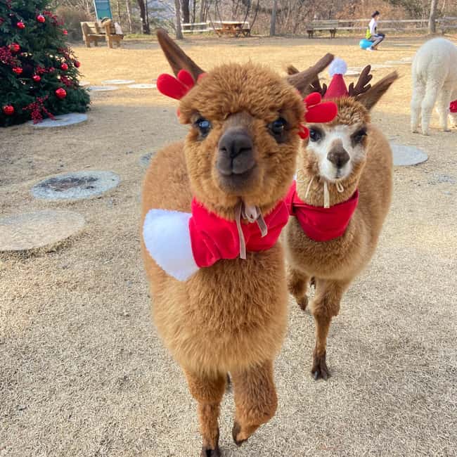 Seoul: Eobi Ice Valley, Alpaca World, Nami Island and More - Choose your ending: rail bike or morning garden