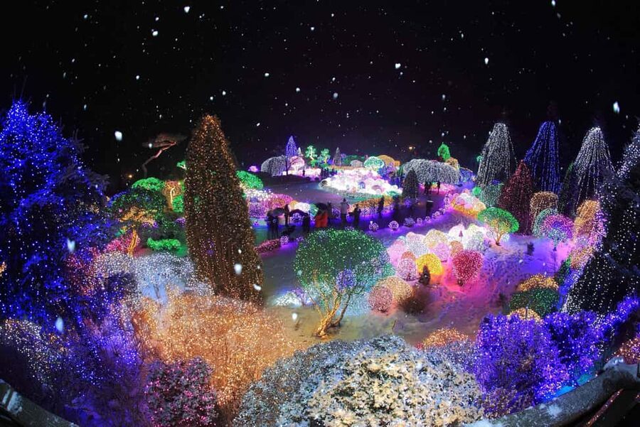 Seoul: Eobi Ice Valley, Alpaca World, Nami Island and More - What guides add to the experience
