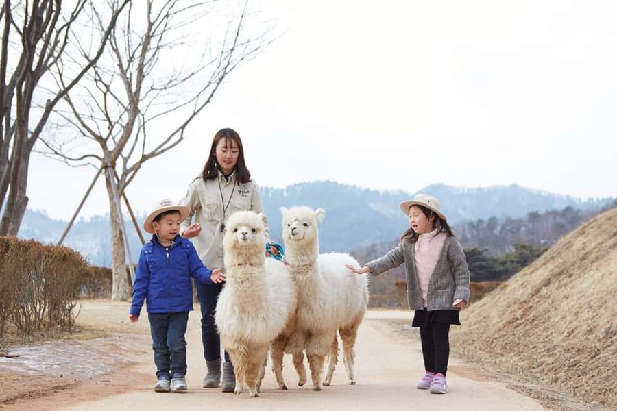 Seoul: Eobi Ice Valley, Alpaca World, Nami Island and More - Eobi Ice Valley: a 40-minute winter photo stop