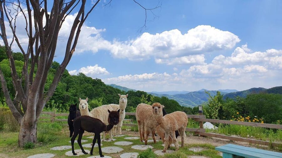 Seoul: Eobi+Nami+Hanbok(+RailBike or Strawberry Options)Tour - Gapyeong: a useful pause in the middle