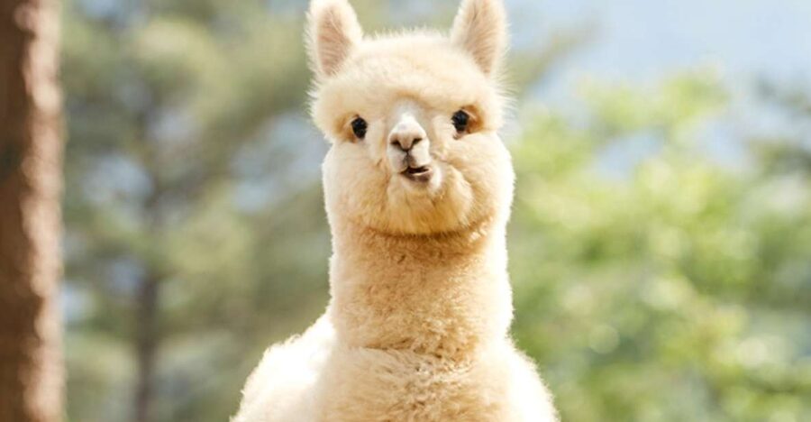 Seoul: Gangwon-do Day Trip with Alpaca World & Nami Island - Why this day trip works from Seoul