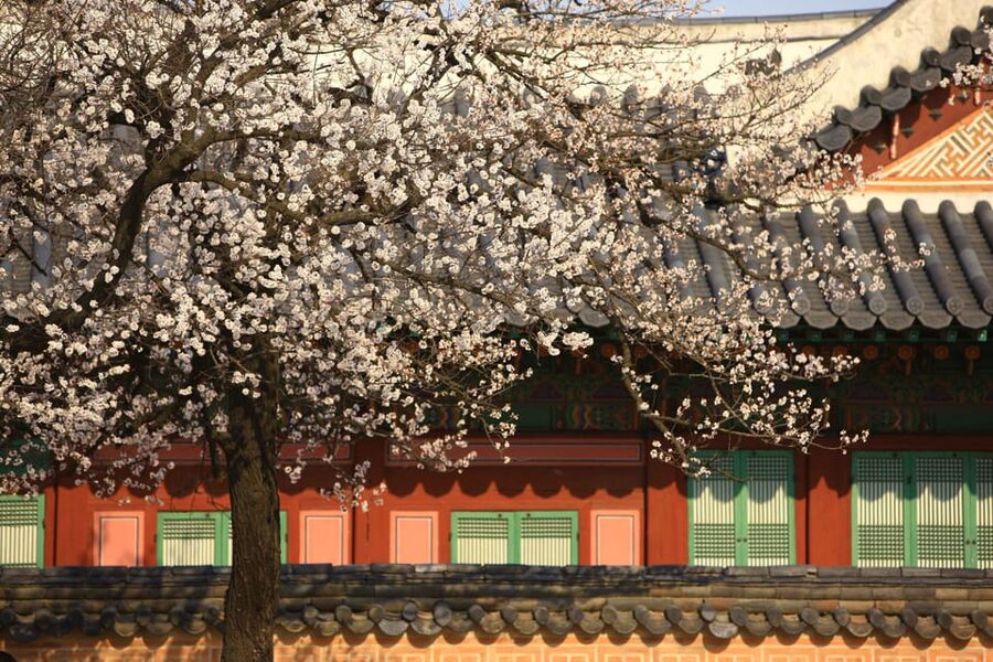 Seoul: Gyeongbokgung Palace Tour & Lunch at Authentic Market - Who will get the most from this tour?