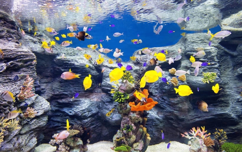 Seoul: Lotte World Aquarium Ticket - A seawater world in the middle of Seoul