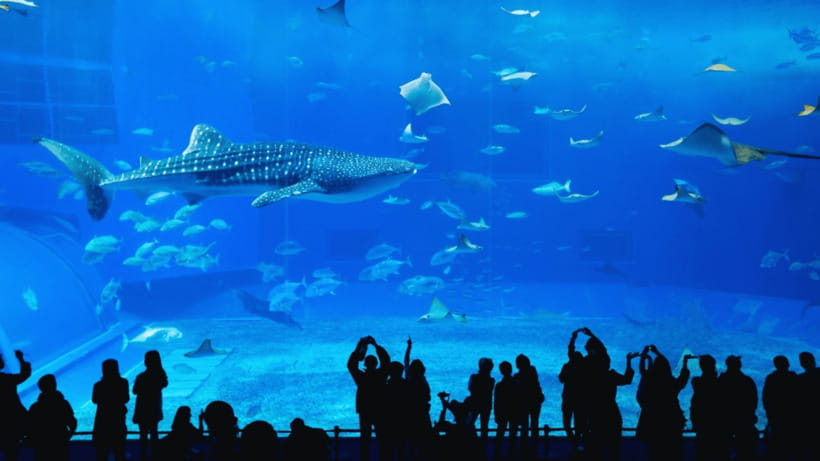 Seoul: Lotte World Aquarium Ticket - Walking beneath the underwater tunnels