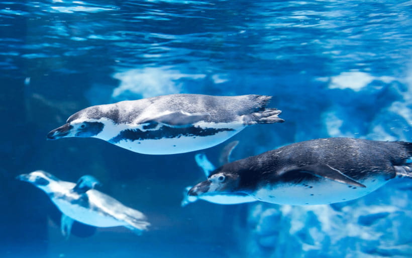 Seoul: Lotte World Aquarium Ticket - The 25-meter tank makes the biggest impression