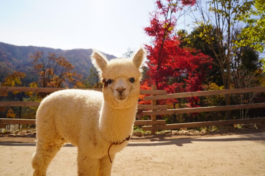Seoul: Mt. Seorak & Nami Island & Eobi Ice Valley Day Tour - My booking advice