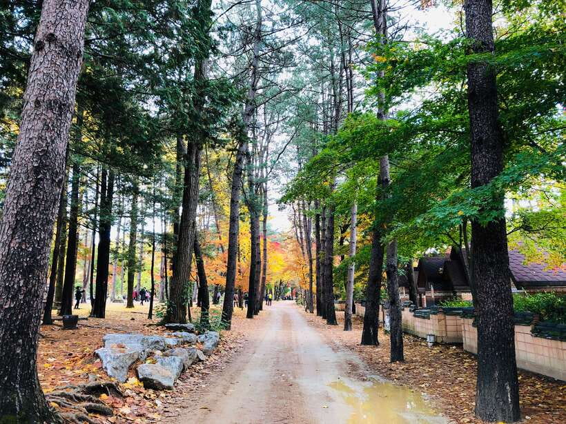 Seoul: Mt.Seorak, Nami Island & Korean Garden, No Shopping - Should you book the Seoraksan and Nami Island day trip?