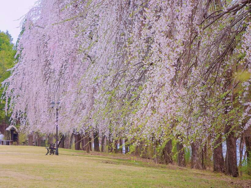 Seoul: Mt.Seorak, Nami Island & Korean Garden, No Shopping - The Garden of Morning Calm closes the day with light and design