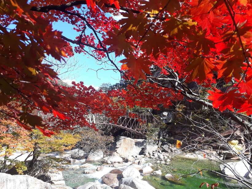Seoul: Mt.Seorak, Nami Island & Korean Garden, No Shopping - Who should book this experience