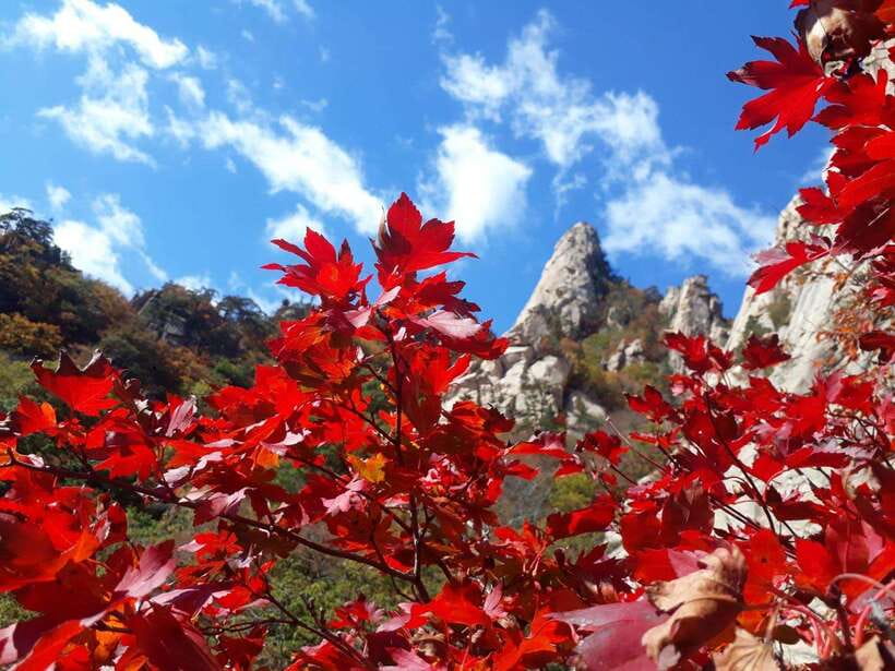 Seoul: Mt.Seorak, Nami Island, No Shopping(+RailBike Option) - Why this day trip works from Seoul