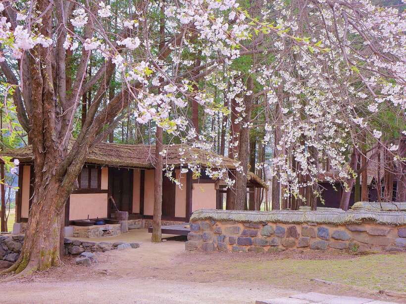 Seoul: Mt.Seorak, Nami Island, No Shopping(+RailBike Option) - The optional rail bike choice